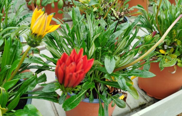 Gazania
