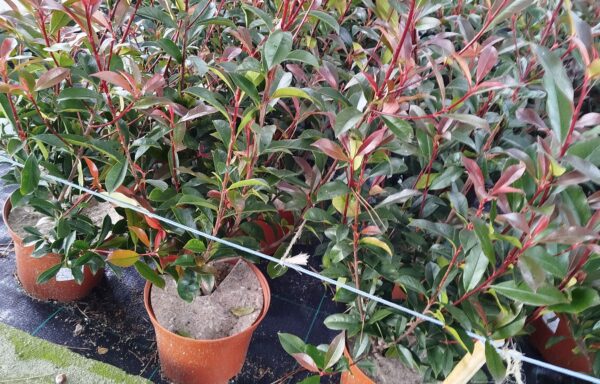 Photinia x fraseri ‘Red Robin’