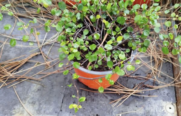 Enredadera de alambre