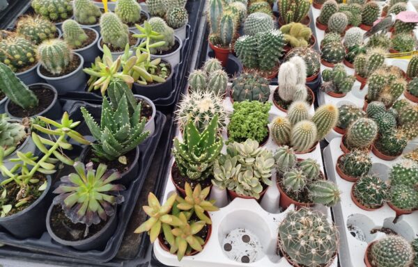 Cactus variados