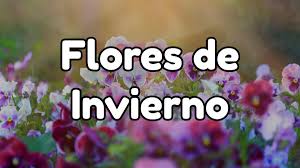 Flor de Temporada Invierno