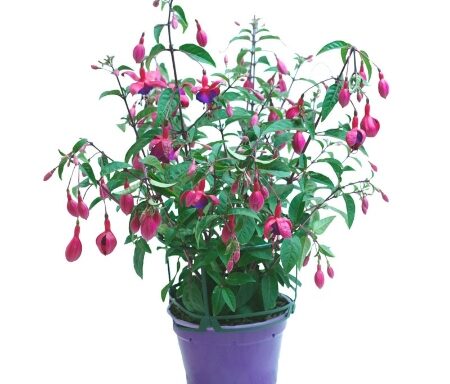 Fucsia